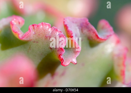 ECHEVERIA "MAUNA LOA" Stockfoto