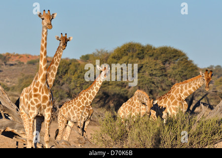 Südafrikanischen Giraffen (Giraffa Camelopardalis giraffa), Erwachsene und Jugendliche, Fütterung, Kgalagadi Transfrontier Park, Northern Cape, Südafrika, Afrika Stockfoto