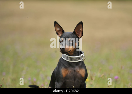 sitzen-Zwergpinscher Stockfoto