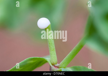 Ein Tropfen der milchige Saft von Petty Wolfsmilch Euphorbia peplus Stockfoto