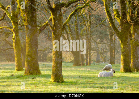 Schafe, die Ruhe und Grazingin Ackerland ländlichen Gegend in den frühen Morgenstunden Leuchten - Metchosin, Britisch-Kolumbien, Kanada. Stockfoto