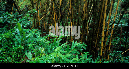 Hawaii. Nahaufnahme der Bambus im Wald. Stockfoto