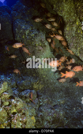 Tauchen, Cocos Island Juli 1998 digitale Unterwasser Folien Konvertierungen, Cocos Island, Isla de Cocos, Costa Rica, Mittelamerika Stockfoto