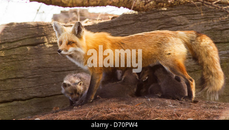 Weibliche Rotfuchs mit acht Welpen im Frühjahr Stockfoto