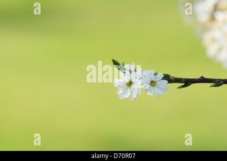 Prunus Spinosa Plena. Doppelte geblüht Blackthorn / Schlehe Baum Blüte Stockfoto