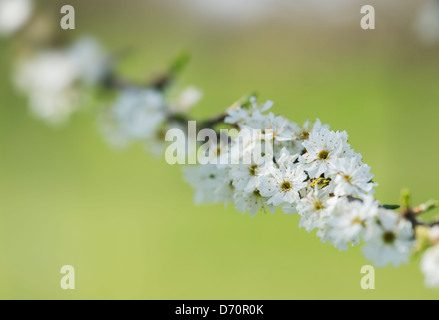 Prunus Spinosa Plena. Doppelte geblüht Blackthorn / Schlehe Baum Blüte Stockfoto