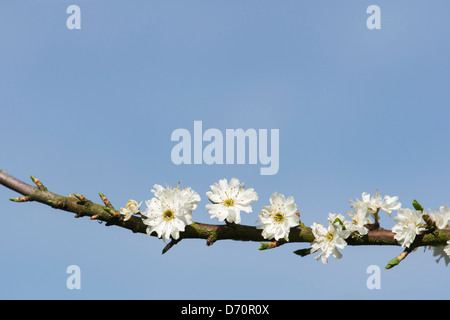 Prunus Spinosa Plena. Doppelte geblüht Blackthorn / Schlehe Baum Blüte Stockfoto