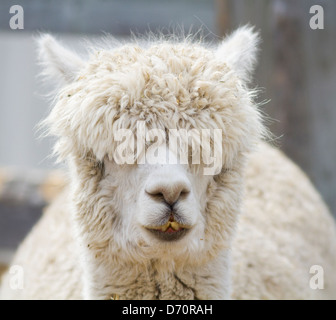 Eine neugierige Weiße Alpaka im Winter. Stockfoto