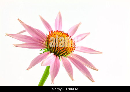 Echinacea Blume isoliert auf weißem Hintergrund Stockfoto