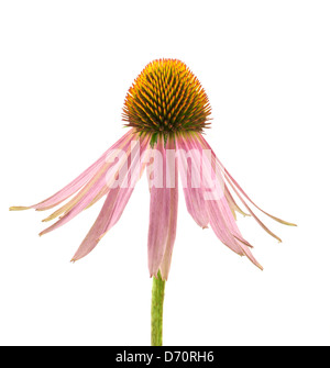 Echinacea Blume isoliert auf weißem Hintergrund Stockfoto