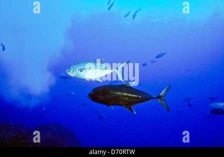 Tauchen, Cocos Island Juli 1998 digitale Unterwasser Folien Konvertierungen, Cocos Island, Isla de Cocos, Costa Rica, Mittelamerika Stockfoto