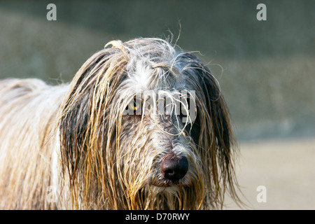 Nassen bearded Collie Hund am Strand tropfendes Wasser einweichen Stockfoto