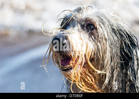 Nassen bearded Collie Hund am Strand tropfendes Wasser einweichen Stockfoto