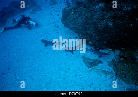 Tauchen, Cocos Island Juli 1998 digitale Unterwasser Folien Konvertierungen, Cocos Island, Isla de Cocos, Costa Rica, Mittelamerika Stockfoto