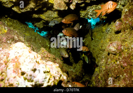 Tauchen, Cocos Island Juli 1998 digitale Unterwasser Folien Konvertierungen, Cocos Island, Isla de Cocos, Costa Rica, Mittelamerika Stockfoto