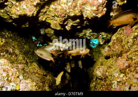Tauchen, Cocos Island Juli 1998 digitale Unterwasser Folien Konvertierungen, Cocos Island, Isla de Cocos, Costa Rica, Mittelamerika Stockfoto