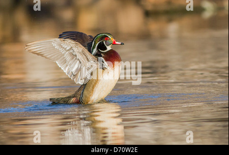 Hervorragende Brautente Drake Anzeige der Flügel am Morgen. Stockfoto