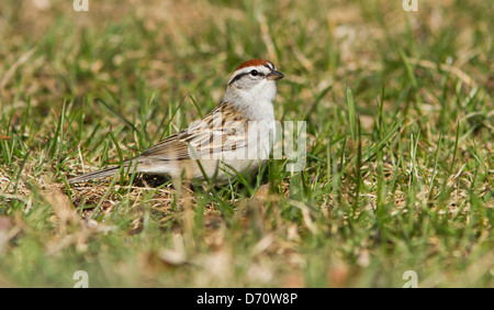 Chipping-Sparrow (Spizella Passerina) im Frühjahr Stockfoto