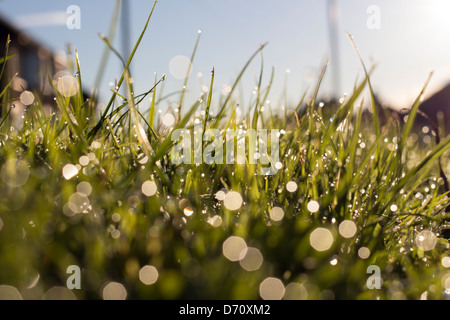 Tau-beladenen Rasen, glänzen im Licht frühen Morgens. Stockfoto