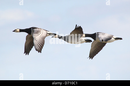 Gruppe von drei Weißwangengans (Branta Leucopsis) im Flug Stockfoto