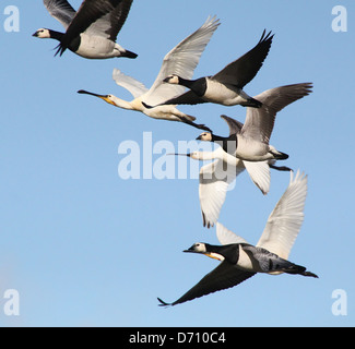 Große Herde von Weißwangengans (Branta Leucopsis) im Flug Stockfoto