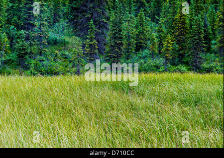 Sumpfgras wächst an einem Tundra-Teich in der Nähe von Teklanika River, Denali National Park, Alaska, USA Stockfoto