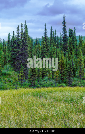 Sumpfgras wächst an einem Tundra-Teich in der Nähe von Teklanika River, Denali National Park, Alaska, USA Stockfoto