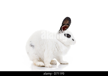 weiße Dalmatiner Kaninchen mit schwarzen Flecken Stockfoto