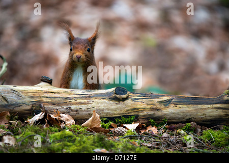 Das jetzt seltene rote Eichhörnchen finden Sie noch in begrenzten Stationen in Deutschland. Fotografiert wurde diese Einwohner in Formby. Stockfoto
