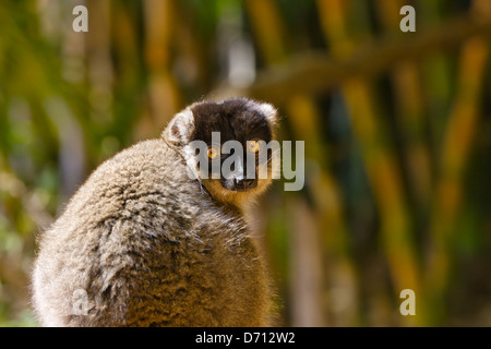 Brauner Lemur (Eulemur Fulvus) im Wald, Perinet Reservat, Madagaskar Stockfoto