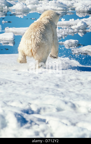 #2 in einer Serie von zehn Bilder einer Mutter Eisbär, Ursus maritimus, Stalking eine Dichtung ihre Jungen, Svalbard, Norwegen zu füttern. Suchen Sie 'PBHunt' für alle. Stockfoto