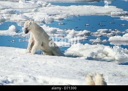 #3 in einer Serie von zehn Bilder einer Mutter Eisbär, Ursus maritimus, Stalking eine Dichtung ihre Jungen, Svalbard, Norwegen zu füttern. Suchen Sie 'PBHunt' für alle. Stockfoto