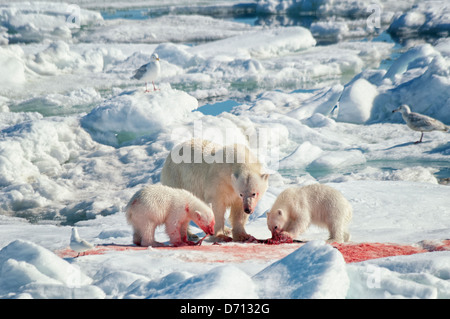 #7 in einer Reihe von Bildern von einer Mutter Eisbär Ursus Maritimus, stalking eine Dichtung zu füttern ihre Twin jungen, Spitzbergen, Norwegen Stockfoto