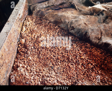 Verarbeitung von Kakaobohnen (Theobroma Cacao), Ost-Malaysia Stockfoto