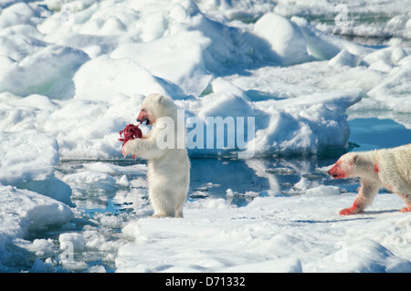 Nr. 8 in eine Reihe von Bildern von einer Mutter Eisbär, Ursus maritimus, Stalking eine Dichtung ihre Jungen, Svalbard, Norwegen zu füttern. Suchen Sie 'PBHunt' für alle. Stockfoto