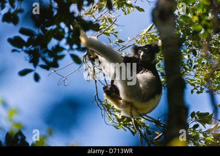 Indri (Indri Indri), größten Lemur, im Wald, Perinet Reservat, Madagaskar Stockfoto