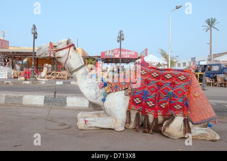 Arabischen Kamel (Camelus Dromedarius) liegen auf der Straße, Altmarkt, Sharm el-Sheikh, Sinai-Halbinsel, Ägypten Stockfoto