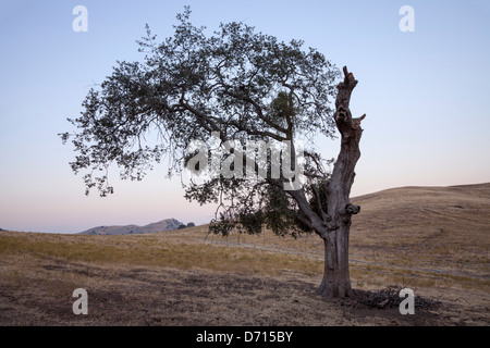 USA, California, Tehachapi Berge, Ansicht der alten Baum Stockfoto