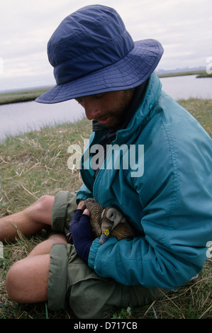 USA, Alaska, Yukon-Delta, Kigigak Insel, Grady Harper W/weiblich brillentragende Eider Stockfoto