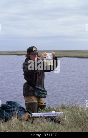 USA, Alaska, Yukon-Delta, Kigigak Insel, brillentragende Eider Nest, Tina Moran schwimmende Ei Stockfoto