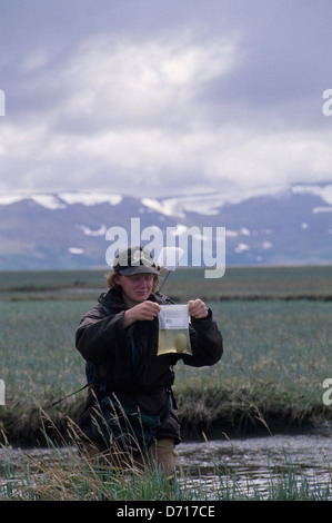 USA, Alaska, Yukon-Delta, Kigigak Insel, brillentragende Eider Nest, Tina Moran schwimmende Ei Stockfoto