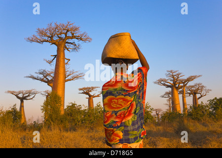 Mädchen mit Korb mit Baobab-Baum (Affenbrotbäume), Morondava, Madagaskar Stockfoto