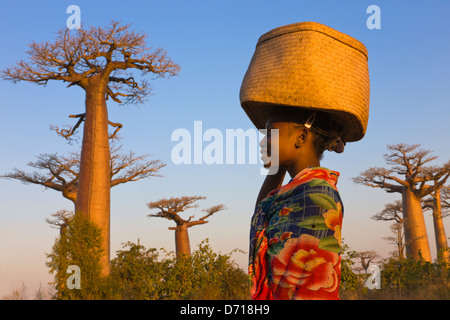 Mädchen mit Korb mit Baobab-Baum (Affenbrotbäume), Morondava, Madagaskar Stockfoto