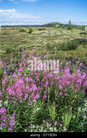 Bunte Tundra in der Nähe von Havre St-Pierre Stockfoto