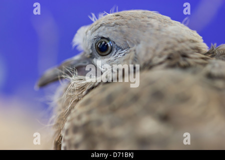 Nahaufnahme von Spotted Necked Taube, Babyvogel. Stockfoto