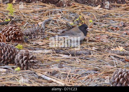 Dark-eyed Junco auf Pine Forest Floor mit Saatgut in den Schnabel Stockfoto