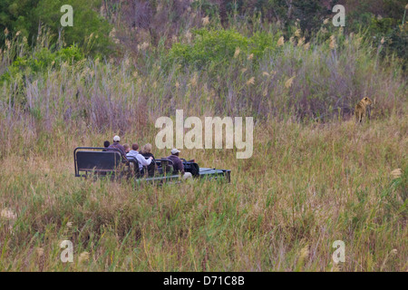 Touristen auf Safari Jeep gerade Löwin, Sabi Sand Game Reserve, Provinz Mpumalanga, Südafrika Stockfoto