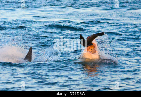 Der weiße Hai verletzt nach Siegel, False Bay, Südafrika Stockfoto