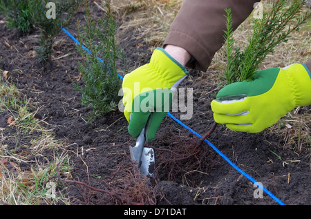 Hecke Pflanzen Eibe - Pflanzung einer Hecke Taxus 02 Stockfoto