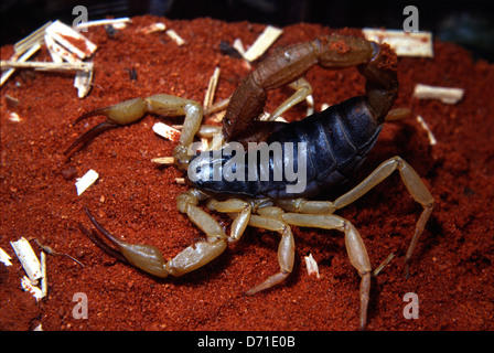 Wüste von Arizona behaarte Skorpion, Hadrurus Arizonensis, Caraboctonidae, USA Stockfoto